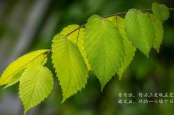 LOL赛事-枫叶与航海者的终局，当努涅斯在F组黑夜中点燃葡萄牙之光