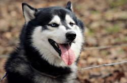 -拉文完美发挥引领浙江队一波流击溃吉林队