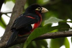 英雄联盟总决赛-铁血之盾与闪电之矛，新西兰防守艺术如何锁死葡萄牙，映衬特奥的爆发启示