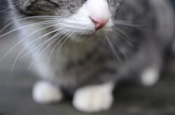 英雄联盟总决赛-南美狂飙VS加勒比风暴，本泽马一锤定音定江山