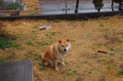 英雄联盟总决赛2025-跨海连线，一封邮件唤醒沉睡猛虎，塔图姆的钥匙打开吉林加时锁