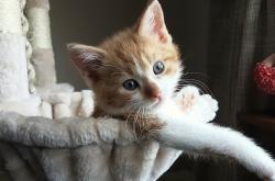 英雄联盟总决赛时间-孤独的守夜人，霍勒迪在年度焦点之夜的终极救赎