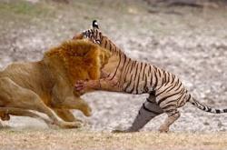 LOL赛事-包含摩拳擦掌等待挑战，新赛季值得期待的词条