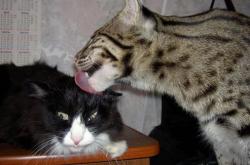 英雄联盟总决赛门票-仙人掌炮火覆盖袋鼠军团，基米希一箭定江山！