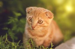 英雄联盟总决赛2025-独步天王！哈登天神下凡，只手遮天终结热火