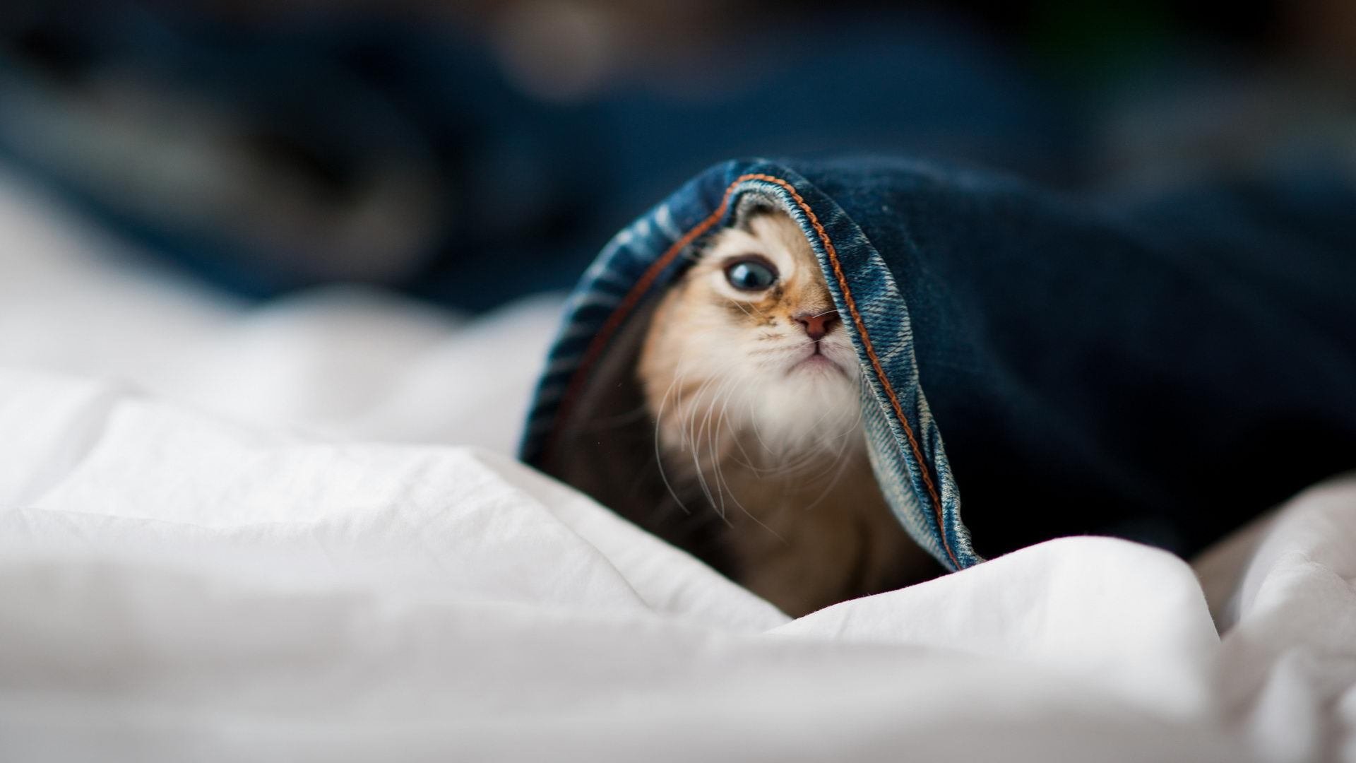 北国破冰者，西亚卡姆寒夜惊艳改写京吉战局