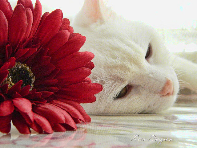 奇迹的代名词,当哈登在世界排名争夺战之夜将数据变成艺术