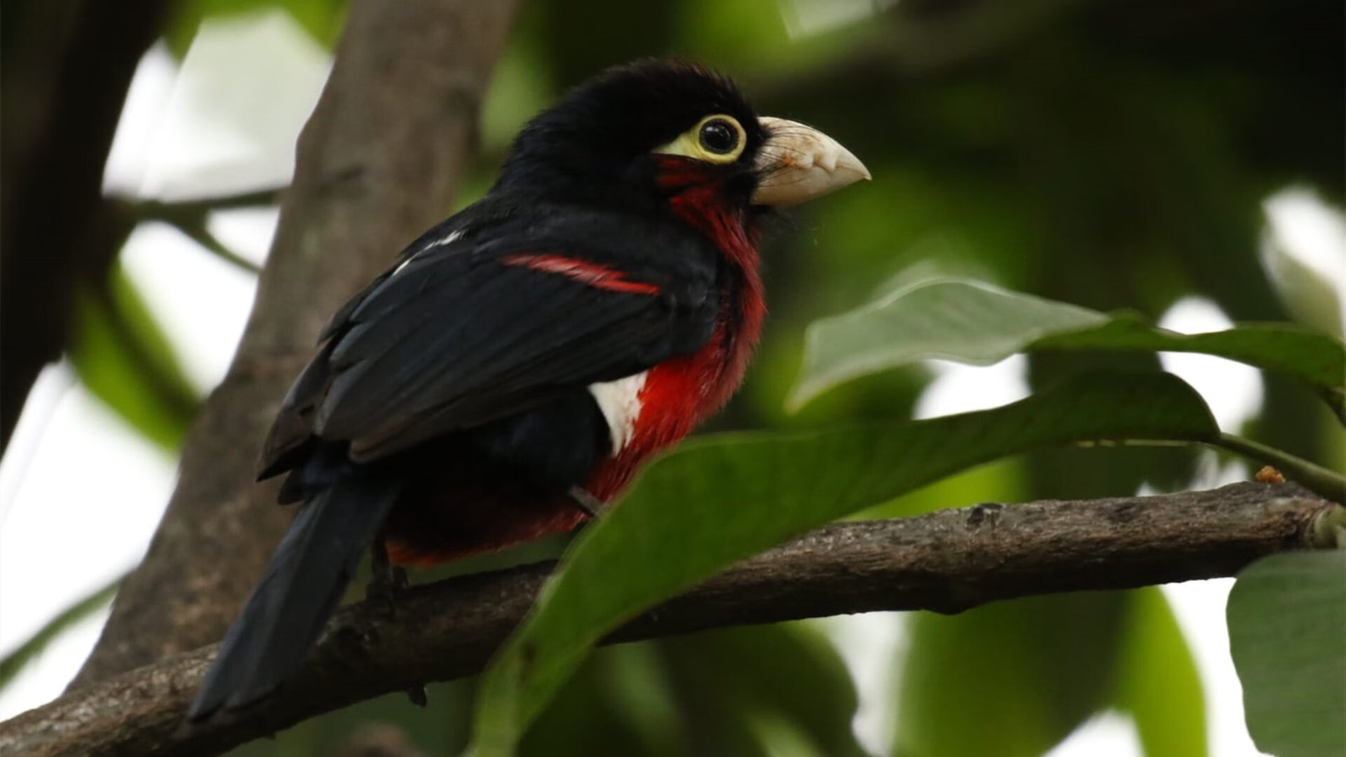铁血之盾与闪电之矛,新西兰防守艺术如何锁死葡萄牙,映衬特奥的爆发启示