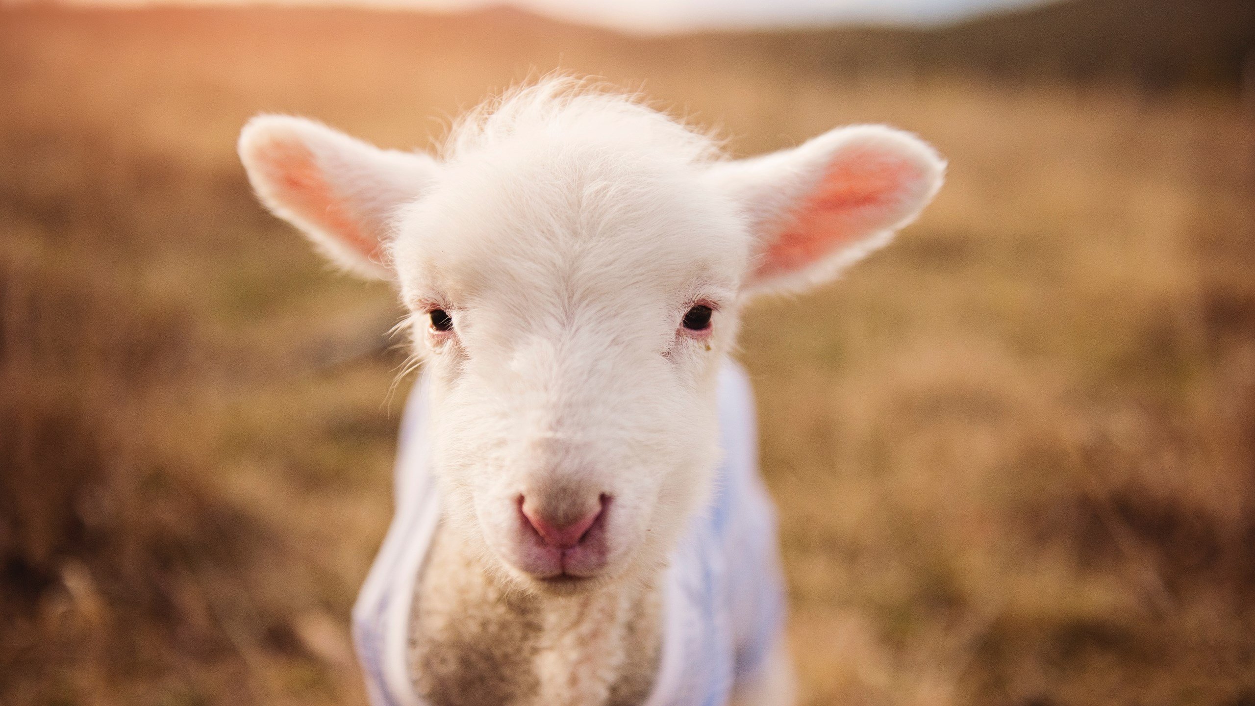 当紫金王朝遇上钢铁洪流，莫兰特在速贷中心的最后一舞