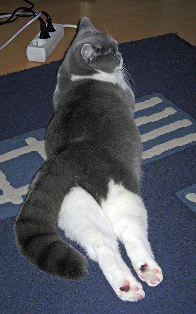 孤岛之战，戈贝尔的叹息与独行侠的险胜