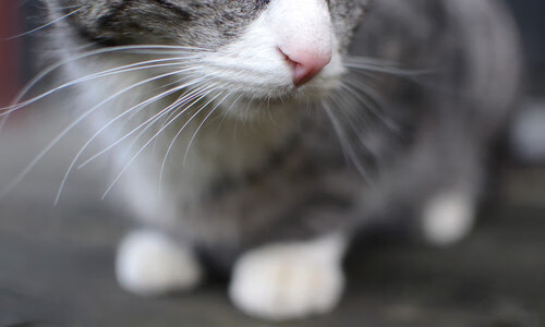 南美狂飙VS加勒比风暴,本泽马一锤定音定江山