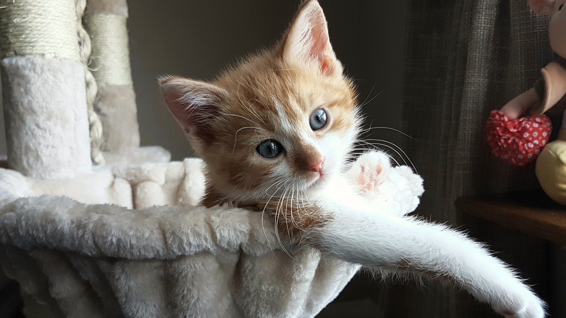 孤独的守夜人，霍勒迪在年度焦点之夜的终极救赎