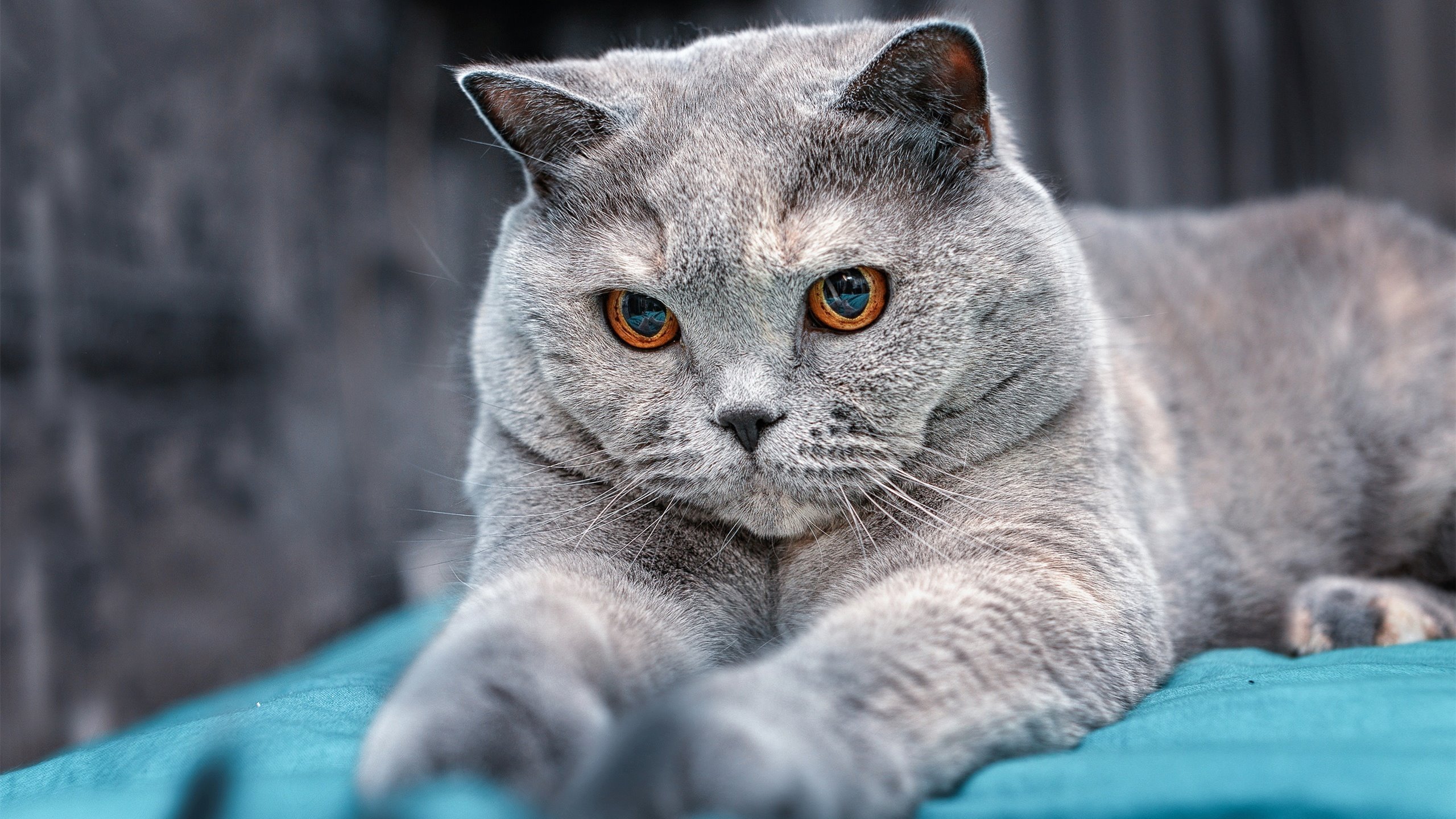 法比尼奥加时一剑封喉！沙特鏖战逆转厄瓜多尔