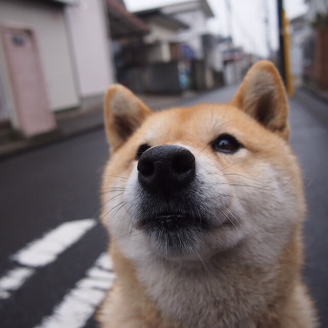突尼斯海岸的巴尔干堡垒，布鲁诺，那个让格子军团免于搁浅的男人