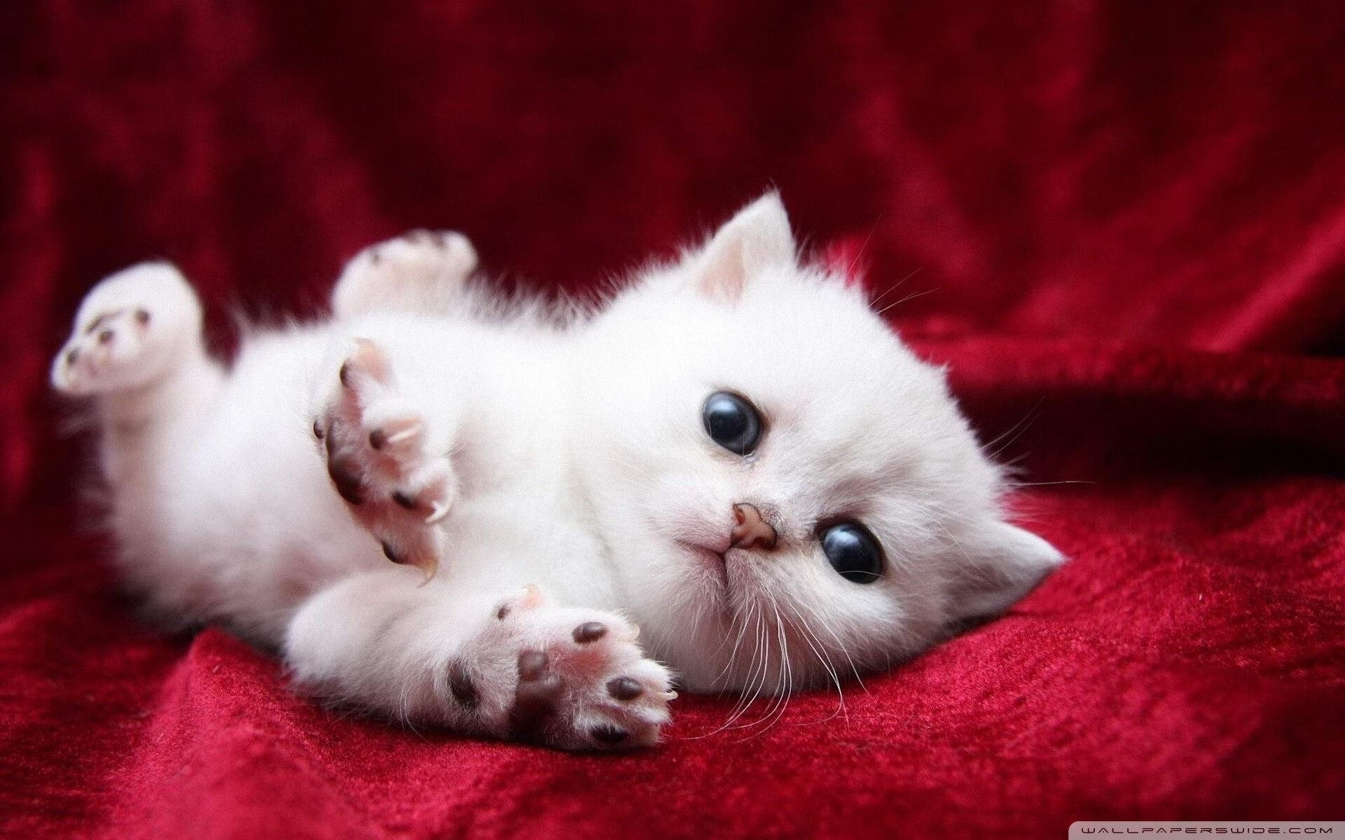 天降赛道，当雄鹿撞上引擎，莫兰特在巴林弯道扣篮