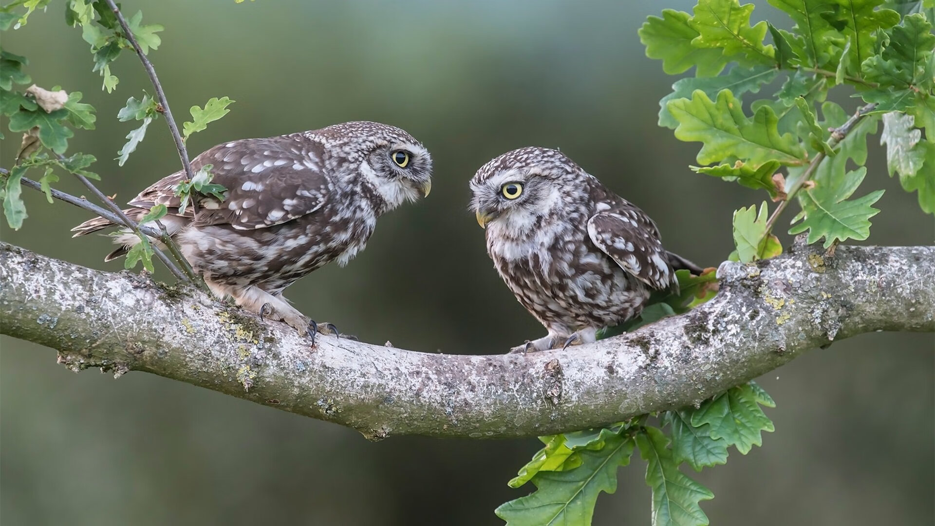 双城记,雷恩的钢铁森林与内马尔的魔法时刻