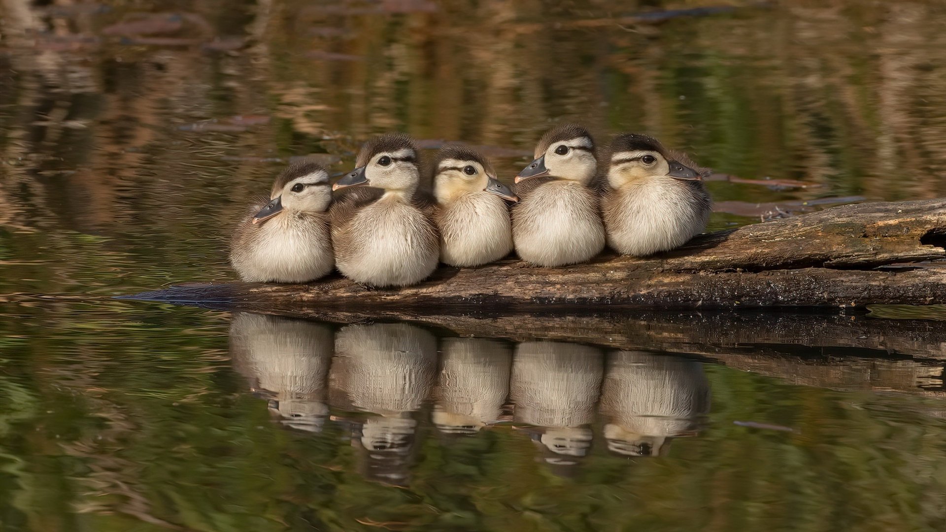 无声处听惊雷,从嘘声到欢呼,杰伦·格林如何将活塞锻成锁死太阳的玄铁重闸