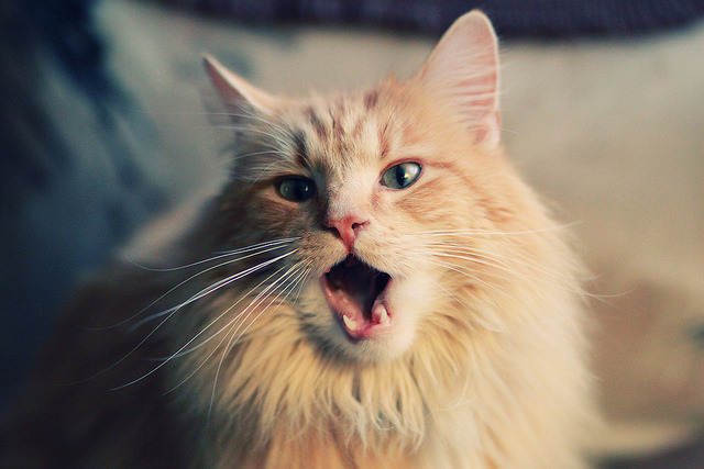 凯尔特人对阵黄蜂，马克西赛后评分拉满，唯一性表现定义新时代