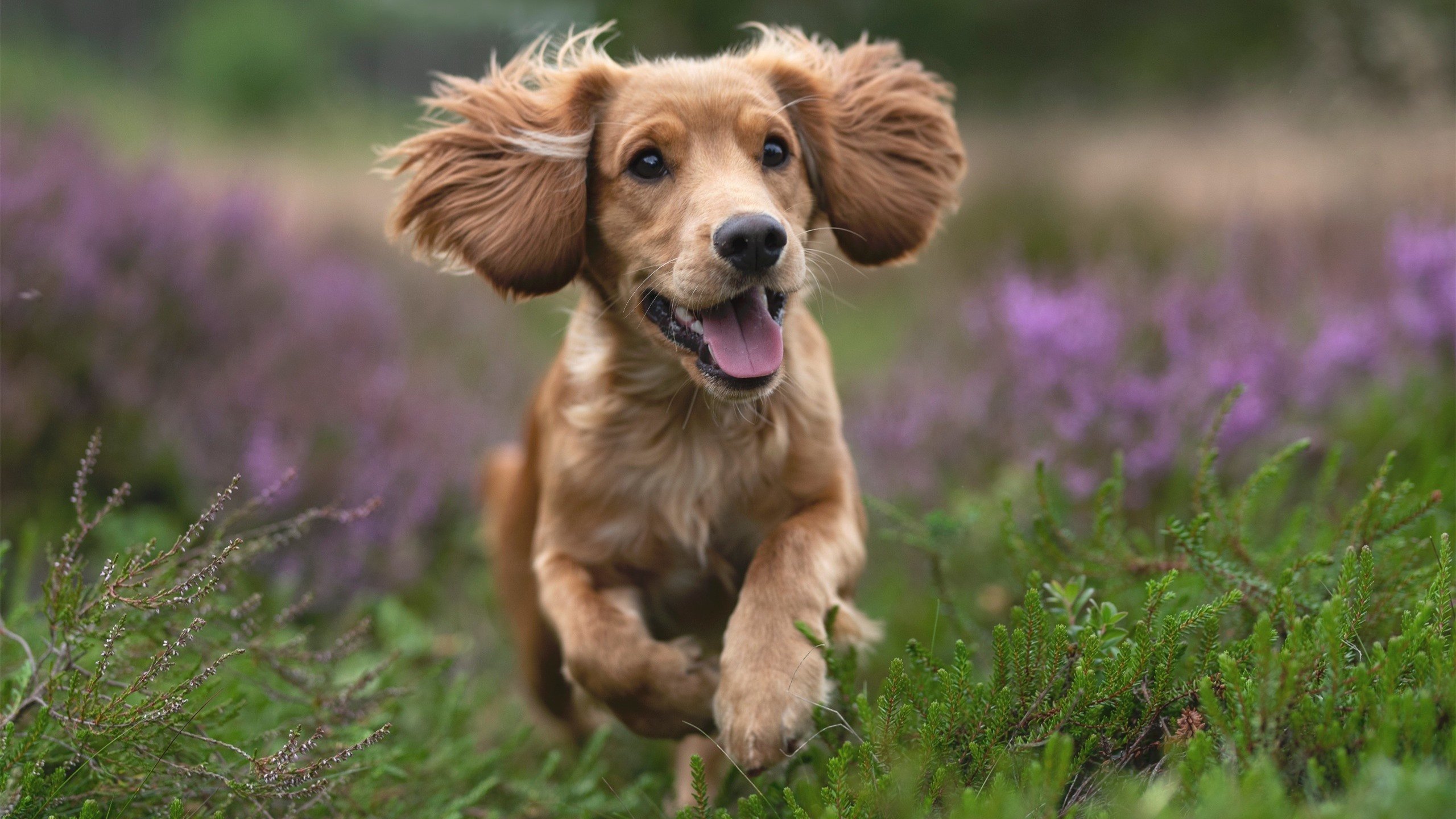 赛道与绿茵的量子纠缠，当勒沃库森的战术齿轮压碎奥地利，卡马文加如何在巴林弯道接管比赛