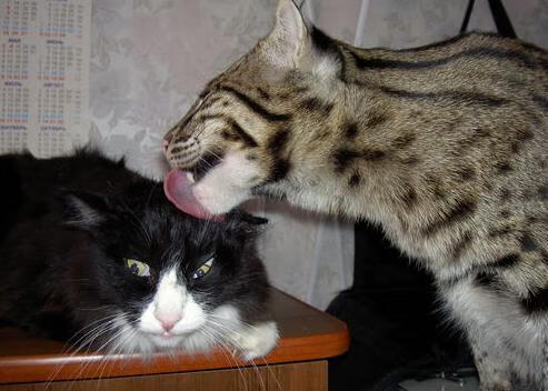 仙人掌炮火覆盖袋鼠军团,基米希一箭定江山!