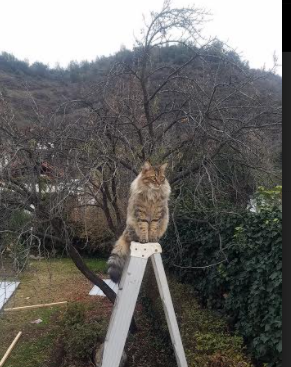 欧文单骑扫三晋,当达拉斯的月光照亮山西的夜空