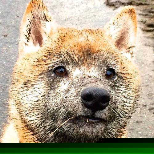 防线如潮汐吞没陆地，东决首见，希腊完胜乌克兰的战术考古