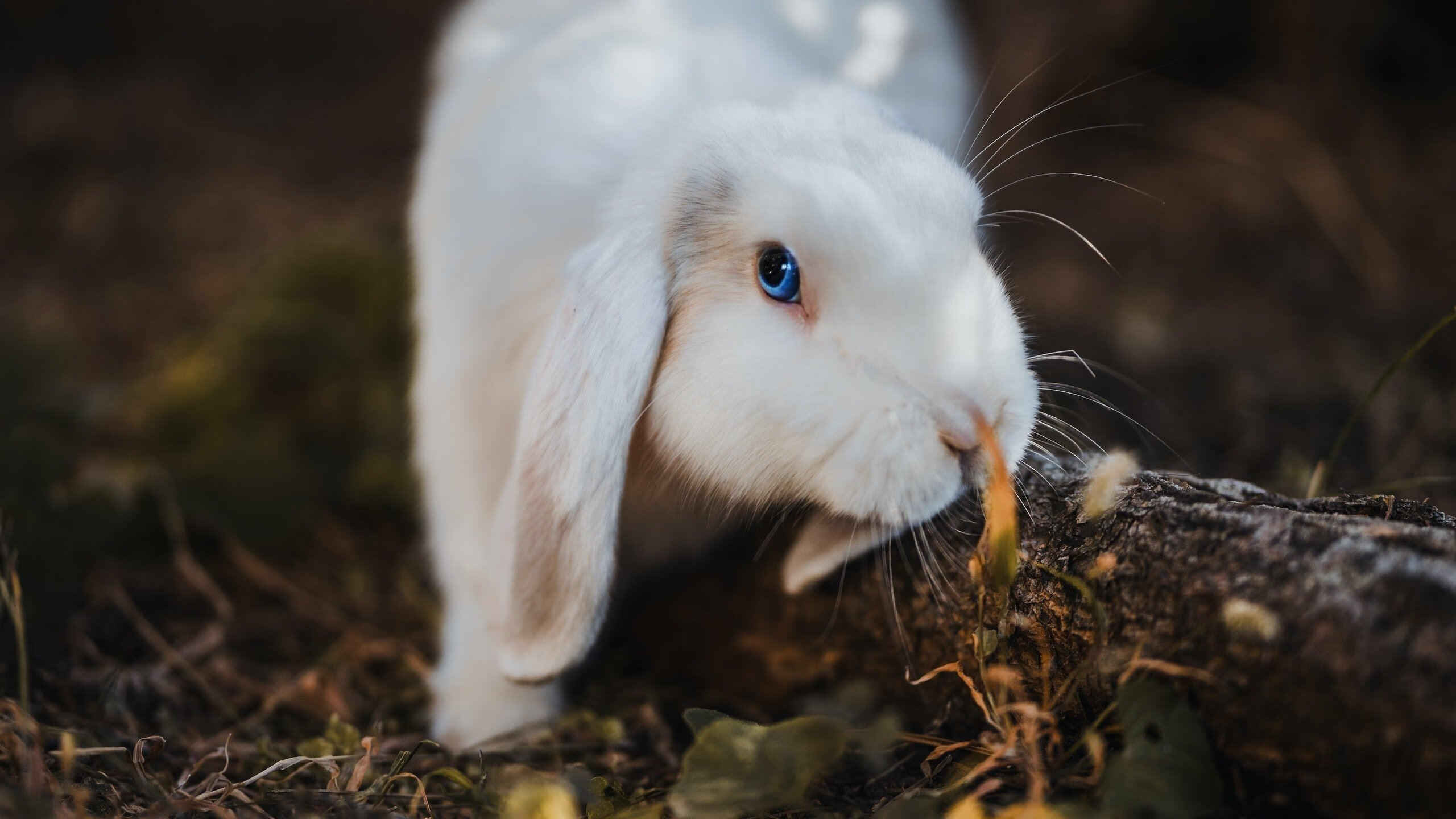 偶然与必然的交汇,当孙兴慜的闪光照亮法国爆冷的暗夜
