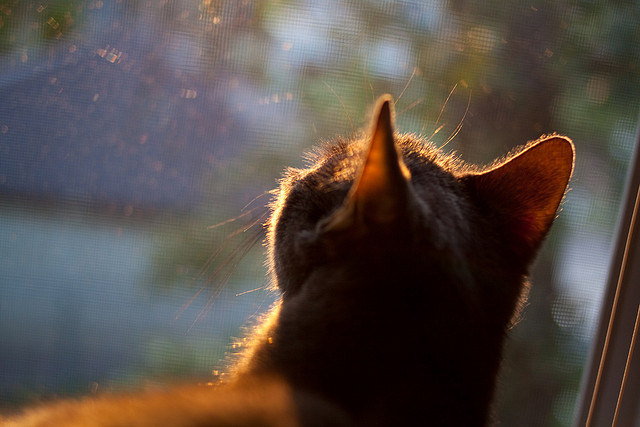 雷霆乍起,铁壁降临,戈贝尔如何用一场比赛,诠释统治力的真正含义?
