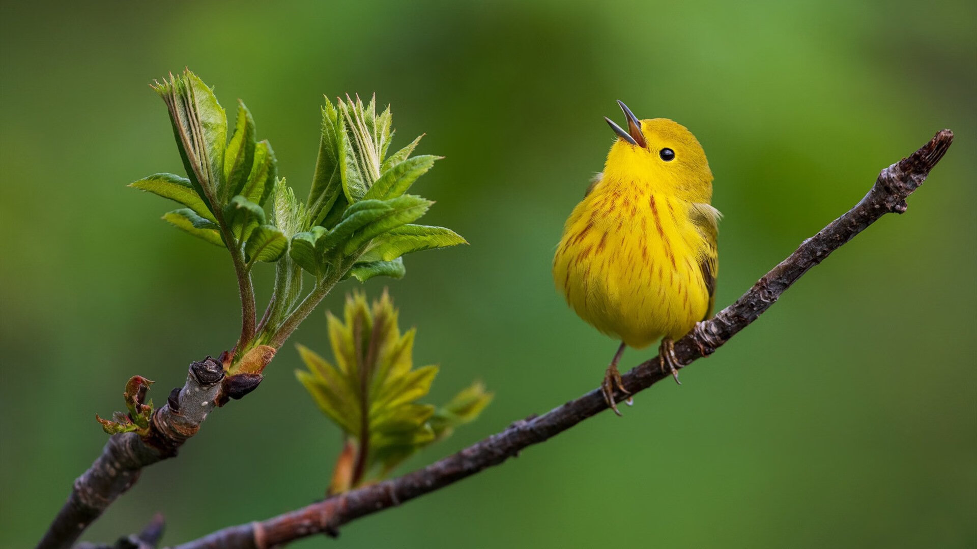 当橙衣染红绿茵,加克波燃烧里斯本之夜,葡萄牙体育史诗般击碎莱比锡