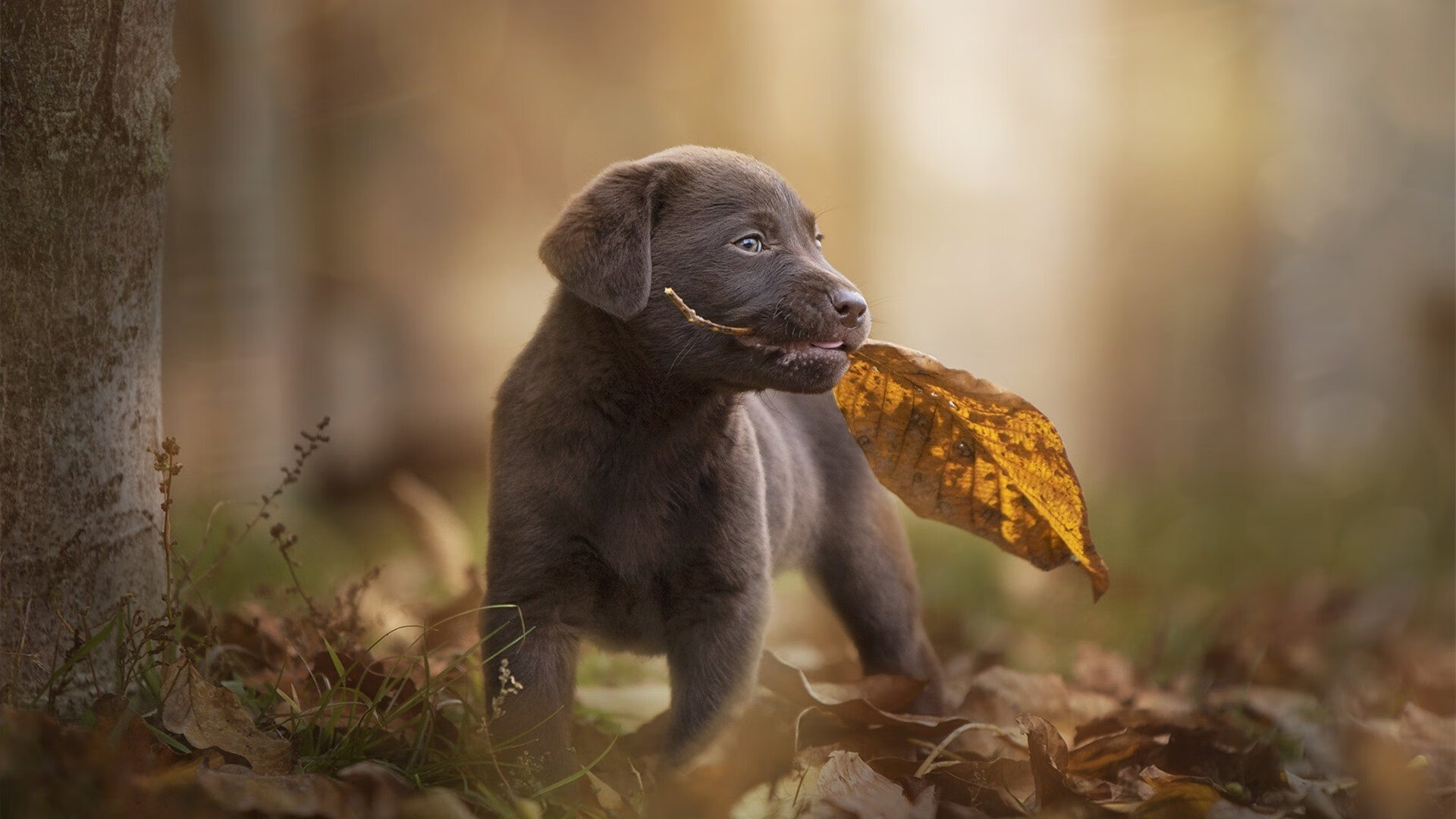 圣城新节奏，马刺锡安化速胜揭示战术革命