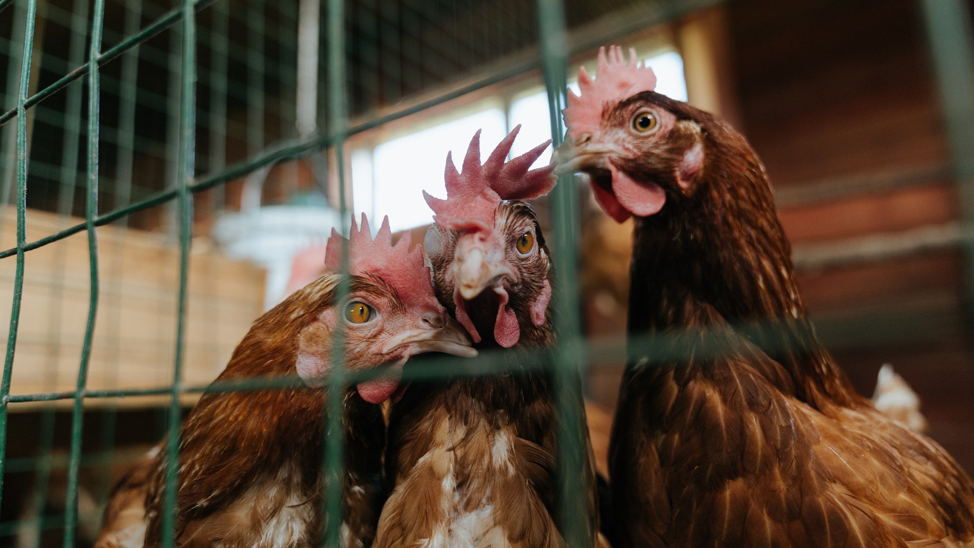 东京白夜，富安健洋在欧冠半决赛的沉默革命