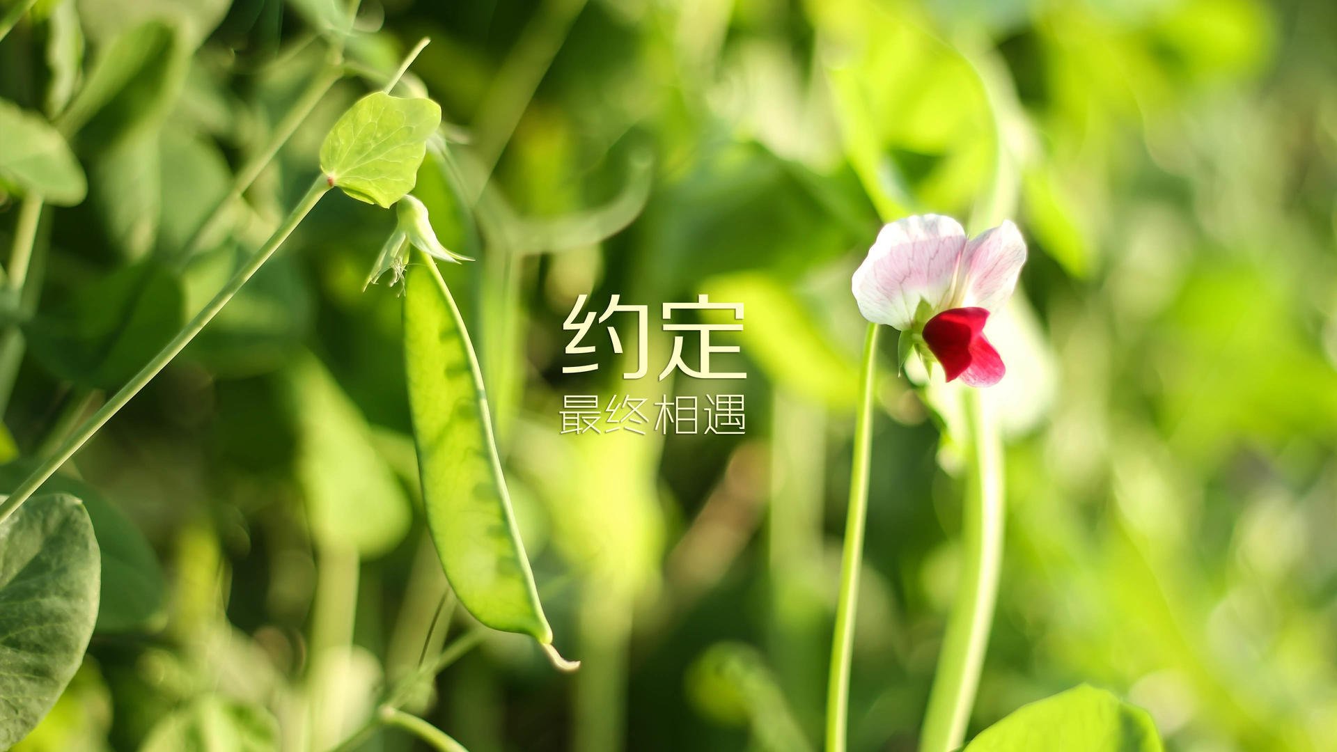 枫叶绝杀钟表匠,2026世界杯F组,加拿大奇迹夜与三笘薰的东方锋芒