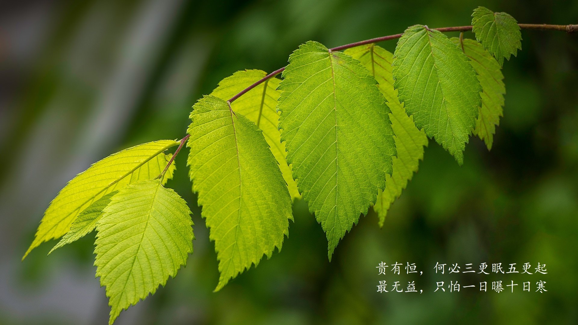 枫叶与航海者的终局,当努涅斯在F组黑夜中点燃葡萄牙之光