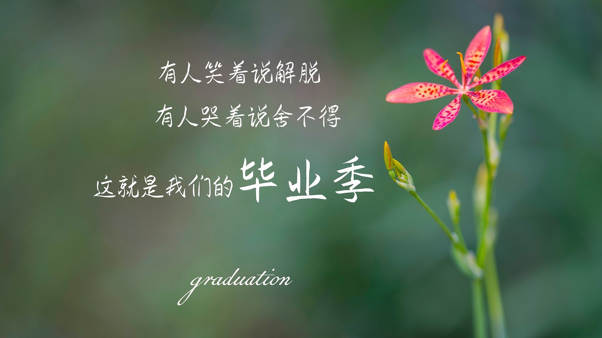 卡塔尔困局,B费一人导演的默契碾压,2026世界杯A组的技术鸿沟
